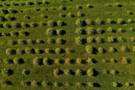 Grüne Obstbäume auf der Streuobstwiese von oben betrachtet