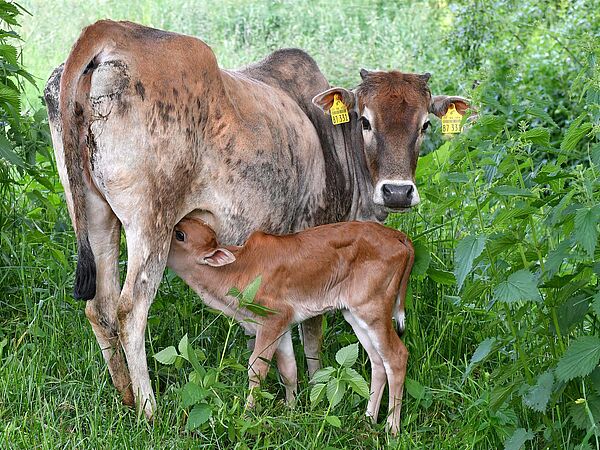 Zebu Neugeborenes trinkt bei seiner Mutter