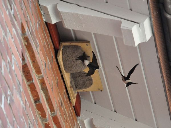 Dachvorsprung mit künstlichen Nisthilfen, Mehlschwalben fliegen hin und her