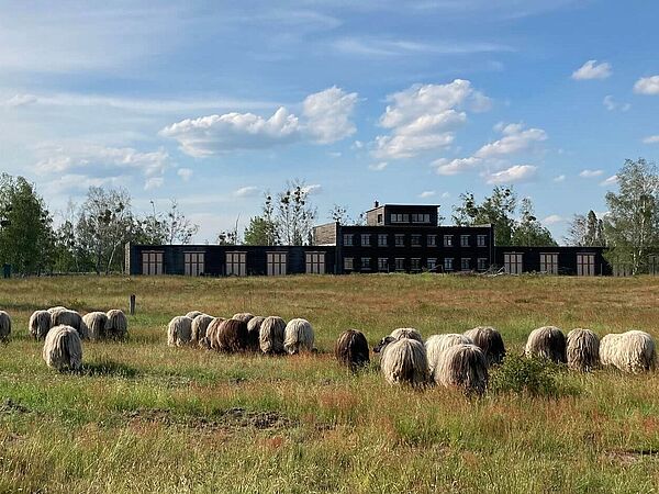 Heidschnucken weiden vor der alten Kommandantur Heidschnucken weiden vor der alten Kommandantur