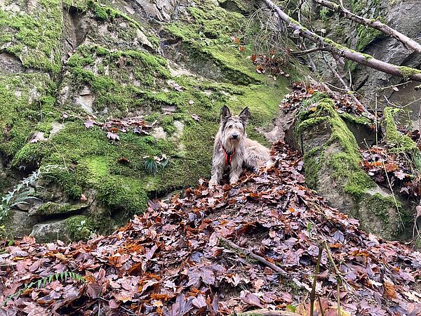 Spürhund auf Waldboden