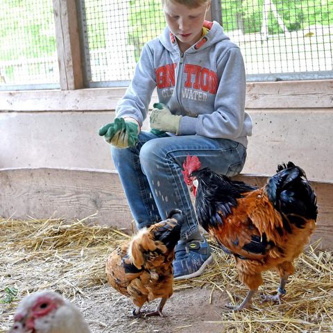 Junge sitzt im Hühnerstall und füttern zwei Tiere, Warzenente im Vordergrund