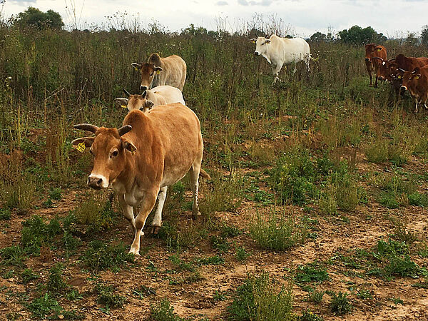 Ihr geringes Gewicht macht Zwergzebus (Bos taurus indicus) zu geeigneten Weiderindern für extensiv genutzte Flächen. Gruppe von Zwergzebus laufen einen kleinen Abhang hinunter.