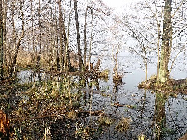 Winterliches Hochwasser an den Groß Schauener Seen.
