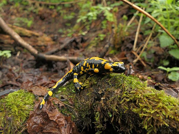 Feuersalamander auf Totholz Feuersalamander liegt auf bemoostem Totholz