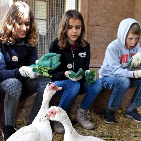 Zwei Warzenenten mit drei Kindern im Stall