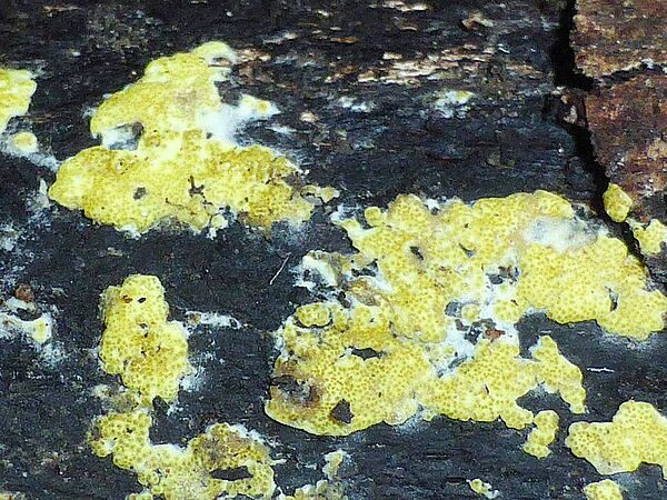 Österreichisches Stromakissen Gelblicher, flechtenartiger Pilz, der auf einem dunklen Stein wächst.