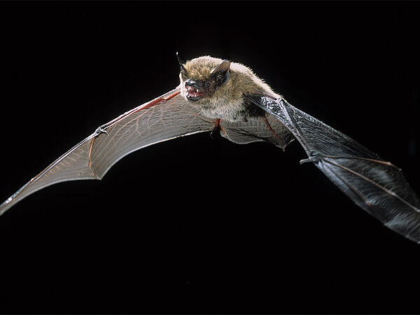 Alpenfledermaus im Flug