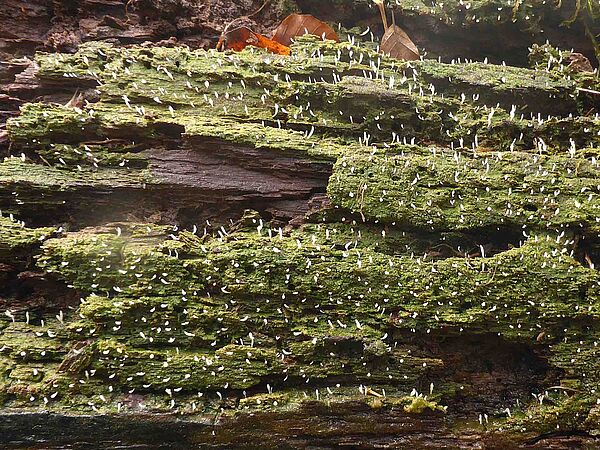 Holz-Flechtenkeule Bild einer seltenen Flechte, die auf einem Totholzstamm wächst: die Holz-Flechtenkeule