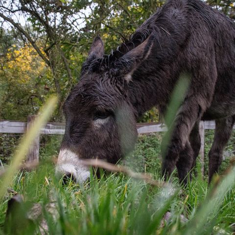 Hausesel grast auf Wiese