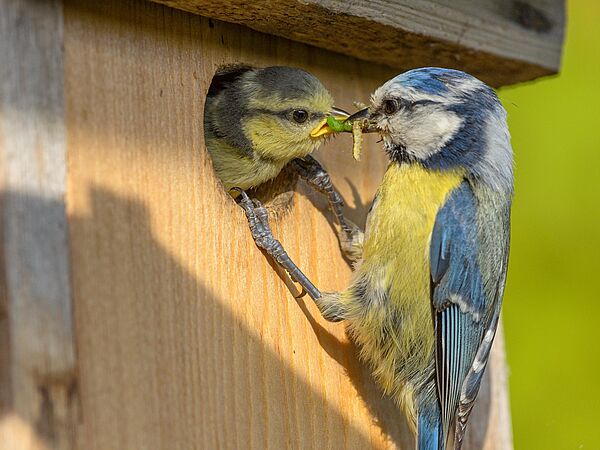 Blaumeise füttert Jungvogel Nistkasten Eine Blaumeise füttert einen Jungvogel im Nistkasten.