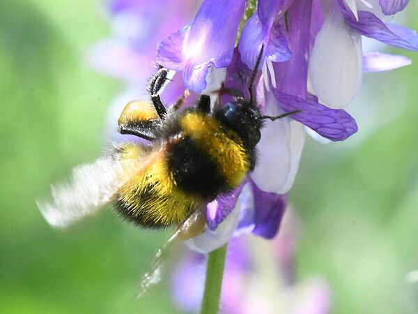 Gartenhummel Bombus Hortorum Gartenhummel Bombus Hortorum an einer lila Blüte