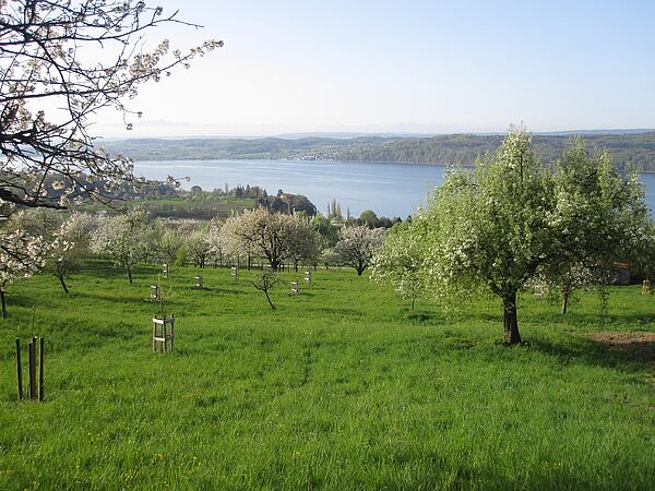 In Sielmanns Biotopverbund Bodensee wachsen am Hödinger Berg vor der Kulisse der Alpen alte Apfel- und Birnensorten.