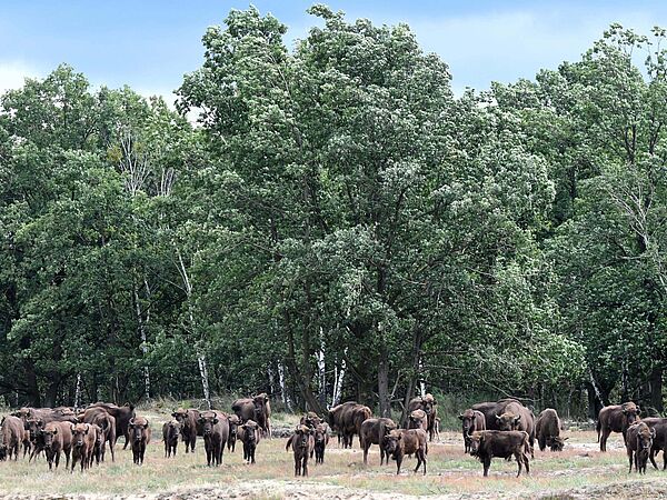 Wisentherde Döberitzer Heide In der Döberitzer Heide lebt die größten Wisentherde Deutschlands