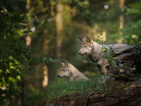 Wolfswelpen Zwei Wolfswelpen im Wald