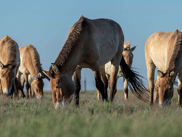 Przewalski-Pferde in Kasachstan Przewalski-Pferde auf einer Wiese