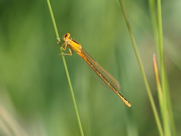 Die gefährdete Kleine Pechlibelle (Ischnura pumilio). Libelle aus der Familie der Prachtlibellen.