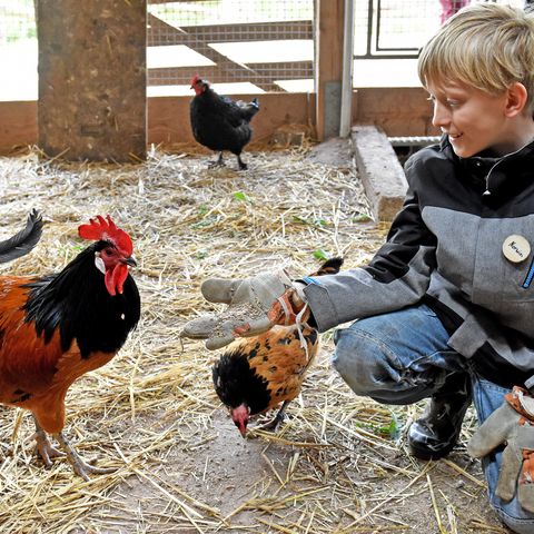 Junge mit Arbeitshandschuhen füttern Hahn und Huhn im Stall