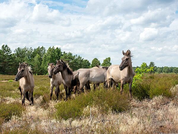 Konik-Pferde in der Heidelandschaft.