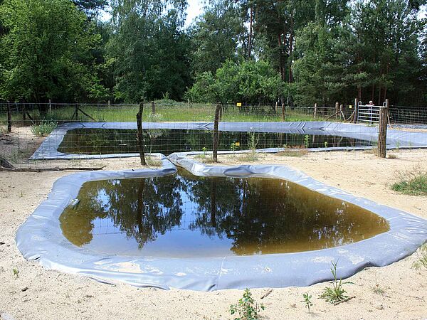 Neuer Löschteich in der Döberitzer Heide.