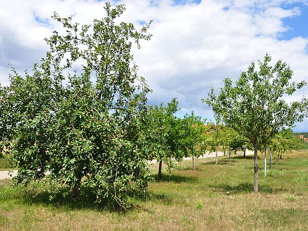 Streuobstwiesen sind wichtige Bausteine in Biotopverbünden. Foto: PAN GmbH Streuobstwiesen sind wichtige Bausteine in Biotopverbünden. Foto: PAN GmbH