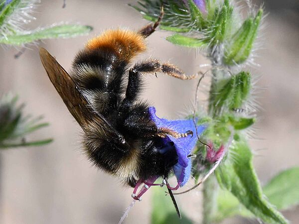 Ein Männchen der Felsen-Kuckuckshummel (Bombus rupestris).