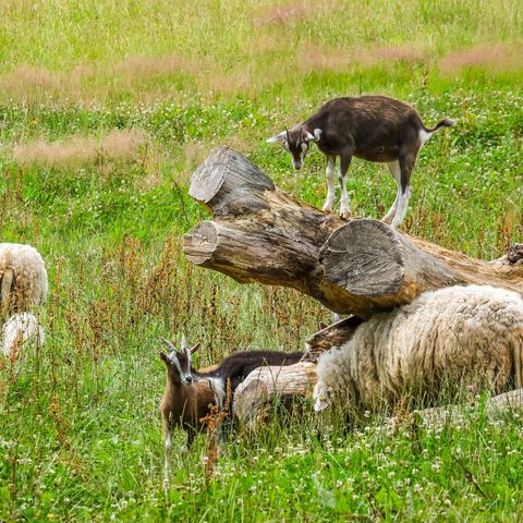 Zwei Ziegen klettern auf einem Baumstamm, zwei Schafe grasen im Hintergrund auf der grünen Weide