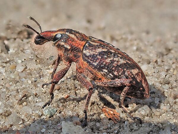 Der Heide-Steppenrüssler (Coniocleonus nebulosus) ist etwa 14 Millimeter groß und farbenfroh. Der Heide-Steppenrüssler (Coniocleonus nebulosus) ist etwa 14 Millimeter groß und farbenfroh.