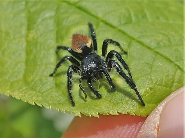 Wilpfelspringer Der Wipfelspringer (Carrhotus xanthogramma) ist eine wärmeliebende Springspinnenart.