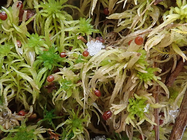 Torfmoos aus Wanninchen Sphagnum spec. Torfmoos mit roten Kapseln