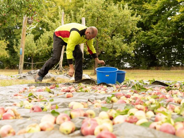 Apfelernte auf den Streuobstwiesen von Gut Herbigshagen Mann in Arbeitskleidung sammelt erntereife Äpfel in Eimer auf einer Streuobstwiese