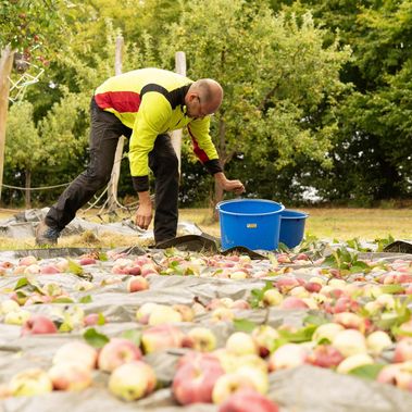Mann in Arbeitskleidung sammelt erntereife Äpfel in Eimer auf einer Streuobstwiese