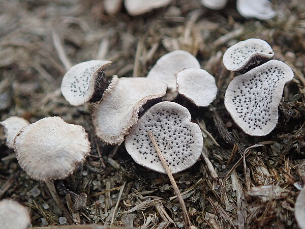 Punktierte Porenscheibe (Poronia punctata)
