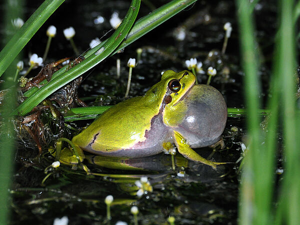 Ein Laubfrosch sitzt im Waser und bläht seine Schallblase auf.