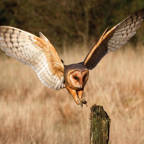 Schleiereule im Landeanflug auf einen Baumstumpf