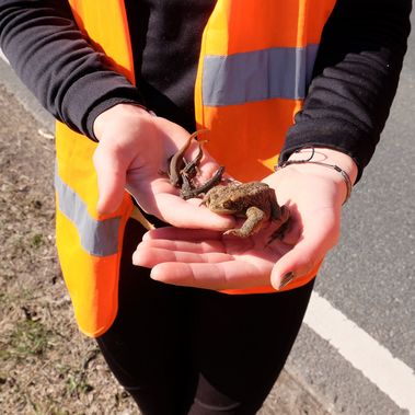 Sicher über die Straße gebracht – Molche und männliche Erdkröte