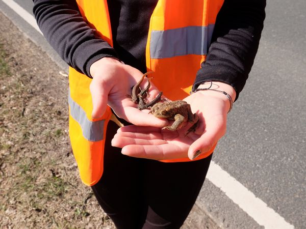 Sicher über die Straße gebracht – Molche und männliche Erdkröte