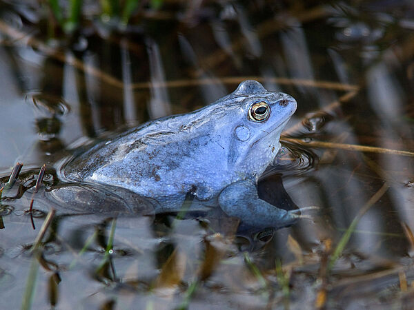 Unter den bestandsgefährdeten Amphibien befindet sich auch der Moorfrosch (Rana arvalis). Ein blau-violetter Moorfrosch im Wasser sitzend.