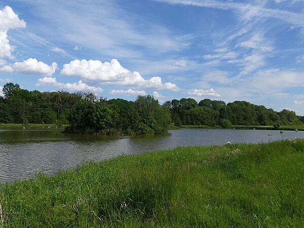 Das Kleingewässer "Eichholzbeek" im Nettetal (Landkreis Goslar, Niedersachsen) / Foto: Lena Steußloff/Heinz Sielmann Stiftung