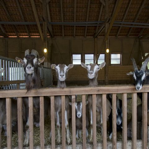 Gruppe Thüringer Waldziegen schaut über Zaun im Stall direkt in die Kamera