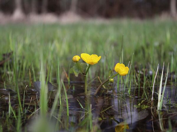 Sumpfdotterblume in Feuchtgebiet Gelbe Sumpfdotterblume steht in sumpfigem Untergrund