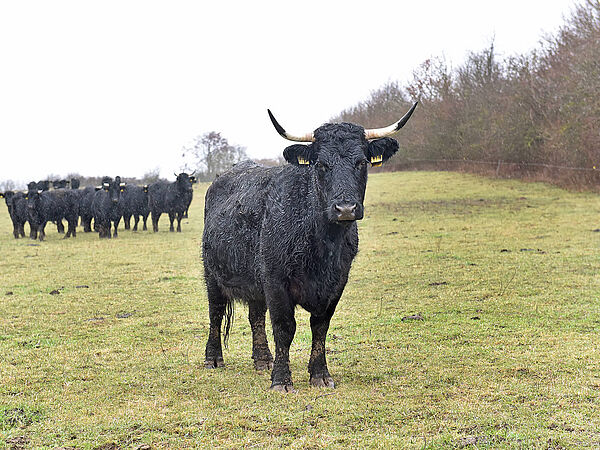 Welsh Black Rinder Welsh Black Rinder auf der Ökologischen Station Hildesheim