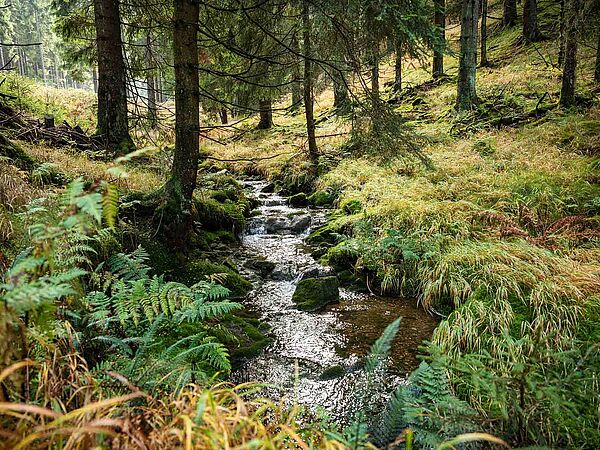 Ein Waldbach im Thüringer Wald.
