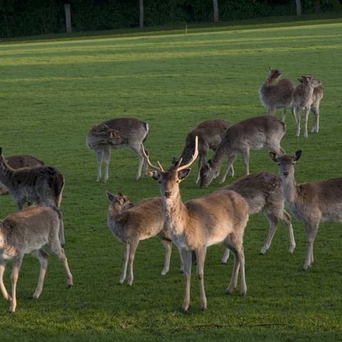 Damwildrudel auf grüner Wiese