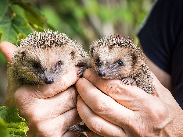 Publikumsliebling Igel: Als Botschafter für alle wilden Gartenbewohner wirbt er als Gartentier des Jahres 2020 für naturnahe Gärten. Publikumsliebling Igel: Als Botschafter für alle wilden Gartenbewohner wirbt er als Gartentier des Jahres 2020 für naturnahe Gärten.