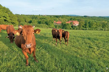 Herde Harzer Rotes Höhenvieh auf grüner Weide vor Gut Herbigshagen im Hintergrund