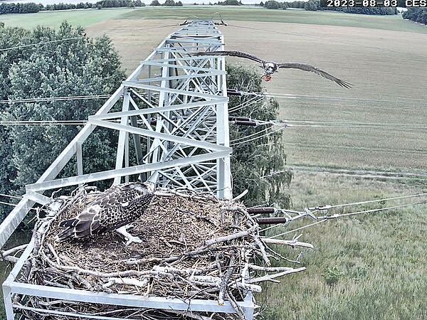 Live-Bild vom Fischadlerhorst in Sielmanns Naturlandschaft Groß Schauener Seen.