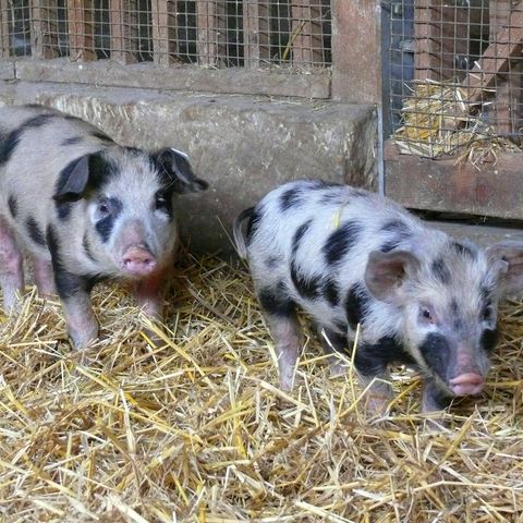 Zwei Ferkel der Rasse Bunte Bentheimer im Stall auf Heu