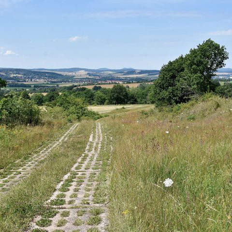 Von Grün überwucherter Plattenweg am Grünen Band im Sonnenlicht