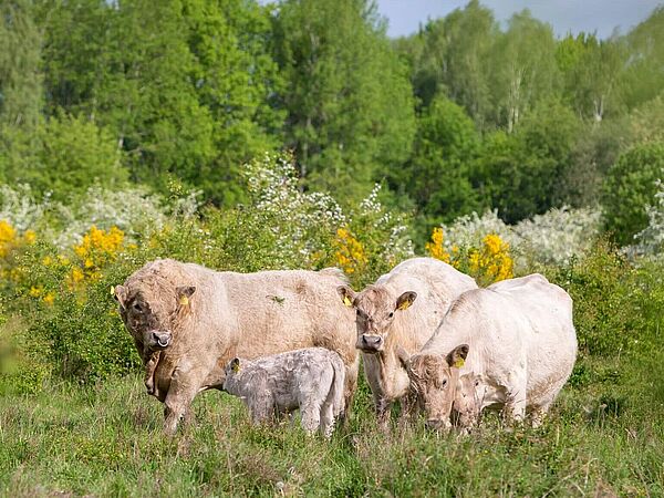 Galloways mit Kalb Galloways mit Kalb